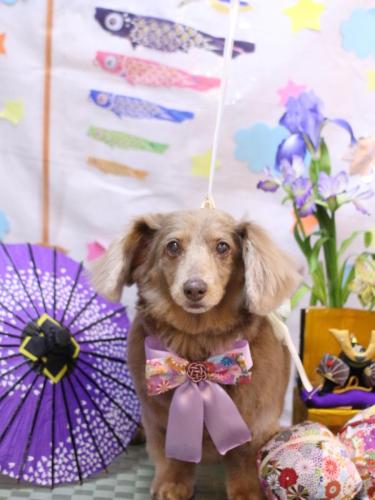 20240525桃ちゃん